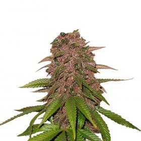 C4 Auto